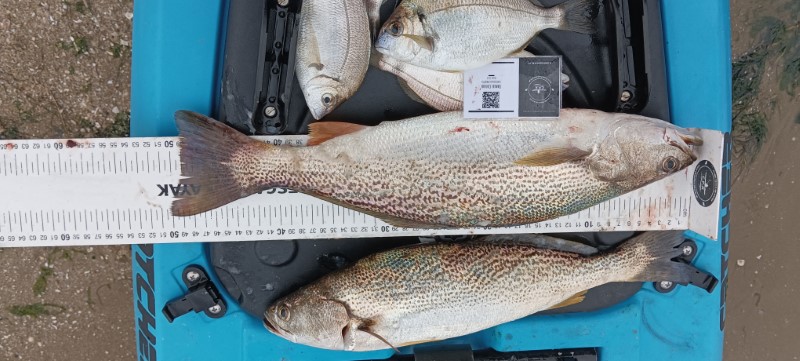 Fish Measure Picture